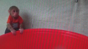 Смышленая ОБЕЗЬЯНКА устроила себе ванные процедуры. ПОДПИШИСЬ