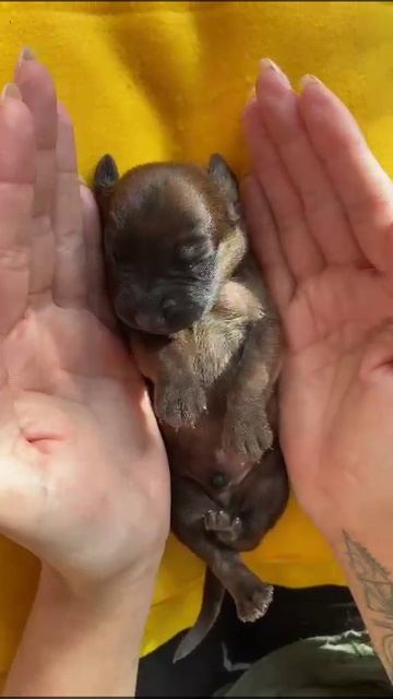 Щенок редкой породы Баварской горной гончей купить в г.Ярославле. Заводчик Татьяна Ваганова