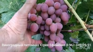 виноград Солнечные дольки