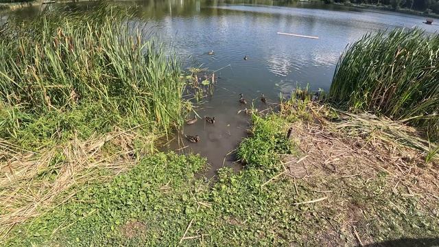 Встреча с утками на катамаране