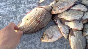 РЫБА  КЛЮЕТ 26 ФЕВРАЛЯ.