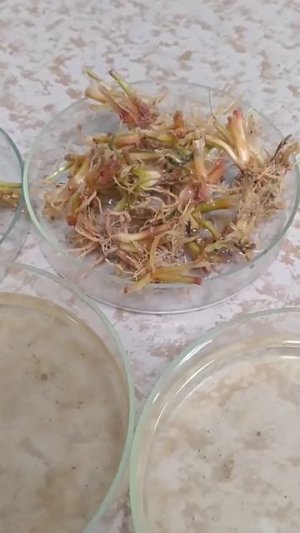 Отбор монолитов озимой ржи в Кировской области. Февраль 2026 года