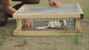 РЫБНАЯ ЛОВУШКА / РЫБАЛКА  / Удивительная рыбалка / Необычный способ ловли рыбы !