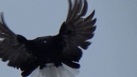 Мелитопольские голуби Белогорск Крым.. Возвращение голубки домой))) смотреть онлайн