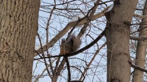 Белка и грецкий орех. Белочка кушает орешек