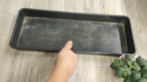 Срочно сейте томаты вот так; Рассада всегда крепкая, здоровая и даст больше урожая!