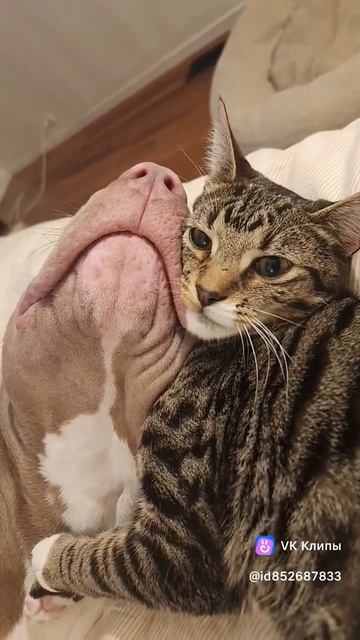 Смешно до слез, такие милые🥰 😻😻😻🐀🐀🐁🐁🐶🐶🔥👍