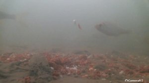 Плотва клюет на камеру