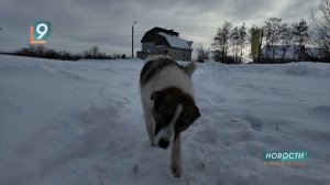 Глава Следственного комитета взял на контроль дело о нападении собак на девочку в Старом Осколе