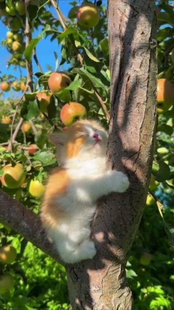 Смешные коты #112-3