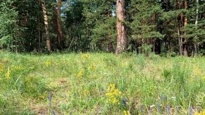 Опушка. Сосновый лес. Разнотравие