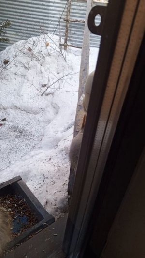 шумно в обед