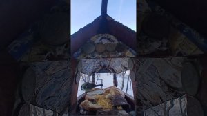 1000010767.mp4Жизнь кормушки.26.02.2026г.