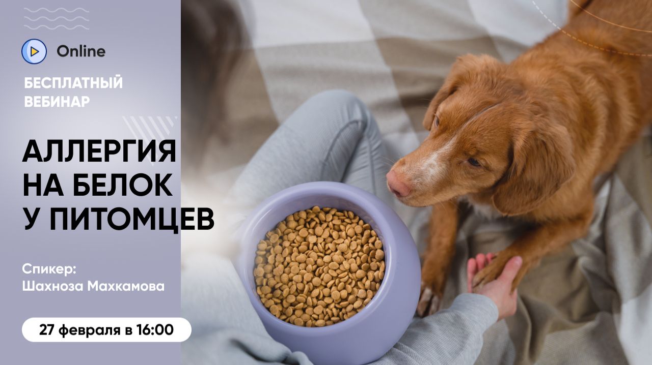 Бесплатный вебинар «Как определить аллергию на белок у питомца и подобрать оптимальный корм» смотреть онлайн