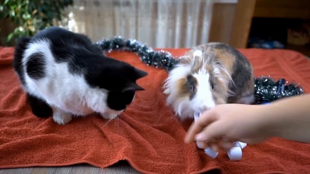 🐾🔥 РИСУЕМ БЕЗ ПРАВА ВЫБОРА! 3 ЦВЕТА РЕШАЮТ ВСЁ смотреть онлайн