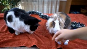 🐾🔥 РИСУЕМ БЕЗ ПРАВА ВЫБОРА! 3 ЦВЕТА РЕШАЮТ ВСЁ