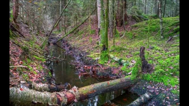 фильм Ведьмедь -Колян