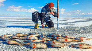 Наловил Целую Кучу Окуней. Братское водохранилище. Сибирия. Восточная Сибирь. Рыбалка Онлайн 2026