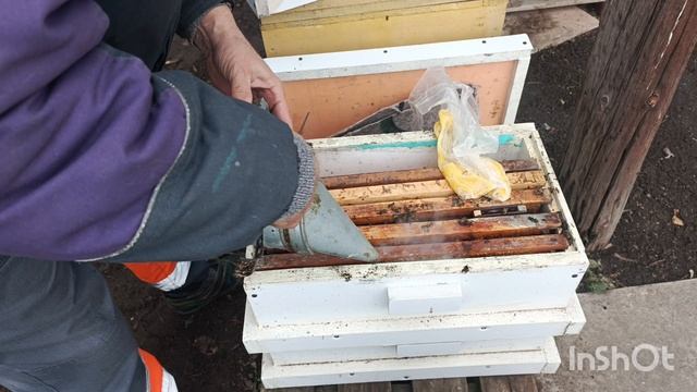 Пытаюсь спасти горсть пчёл с маткой. смотреть онлайн