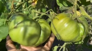 Какие помидоры вырастают в Минусинске. Итоги томатного сезона 2025 г.
