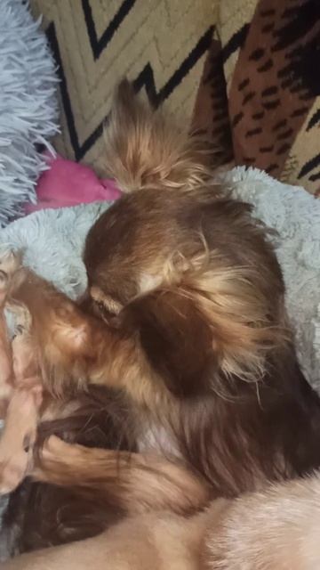 Тойчик Зайка и чихуахуа Юта. 15 февраля 2026 г.