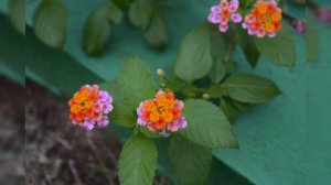 где то в лесу