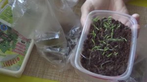 2242. ЭКСПЕРИМЕНТ!!! Это всходы от просроченных семян перца и томата,( посева от 28.11.19)