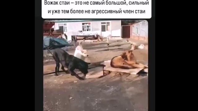 Вот он Вожак стаи