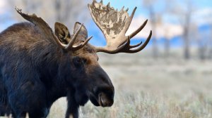 Детский сад для сохатых. Национальный парк «Зюраткуль» выхаживает раненных и слабых лосей