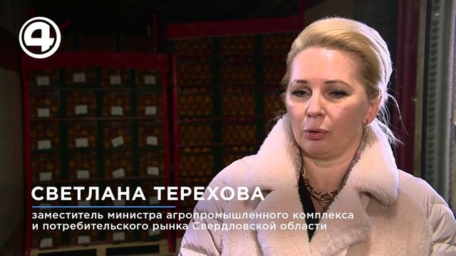 44 тонны апельсинов доставили из Египта на Средний Урал смотреть онлайн