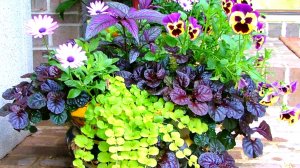 5 самых неприхотливых цветов для кашпо, горшков, вазонов и балконных ящиков!