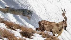 Эта КОШКА нападает даже на ГОРНЫХ козлов! Вот как РЫСЬ живет и охотится в ГОРАХ!