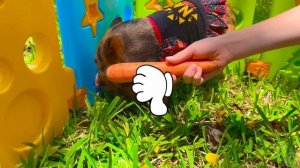 Nastya Visit a grandfather and Learn about Animals