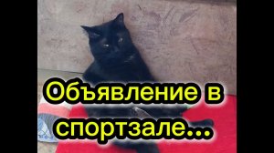 Кошки с озвучкой.