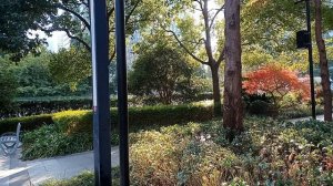 Шанхай, парк возле  Шанхайской башни (Shanghai Tower) 632м. Декабрь 2025, Китай.