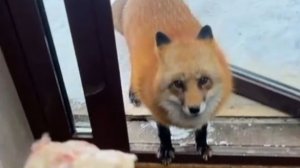 Лиса-Алиса. Лиса не уходит без угощения