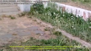 Летнее Колпино: Ужасы Петербурга, в которых можно утонуть!