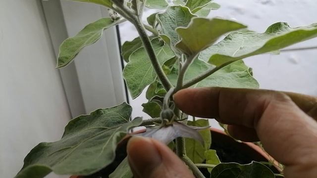 Коронный цветок у перцев и баклажанов. Надо ли удалять?