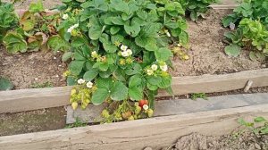 1 часть.20.09.2025/ работы на участке👍