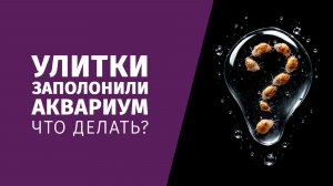 Улитки заполонили аквариум. Что делать?