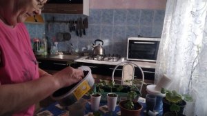 Пикировка лобелии,пеларгонии.