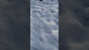 Шел по знакомым местам .