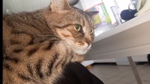 Наши котики.