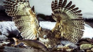 Рыбный филин – Король ночной РЫБАЛКИ! Самая Огромная СОВА!