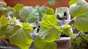 РАССАДА РАСТЁТ КАК НА ДРОЖЖАХ 🌱 ОГУРЦЫ ТОМАТЫ ПИТУНЬКА