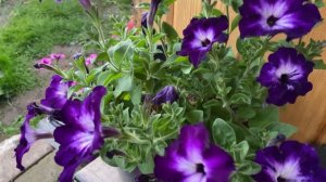 Петуния. Воспомининия о лете