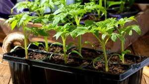 ТОМАТЫ НА РАССАДУ