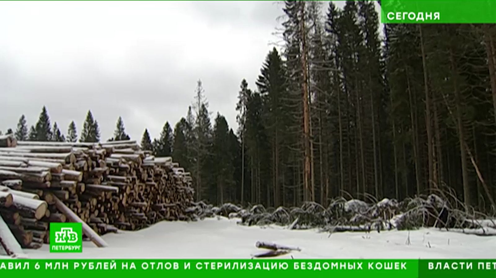 НТВ - СПб: В ЗакСе Ленобласти обсудили, что делать с сухими деревьями