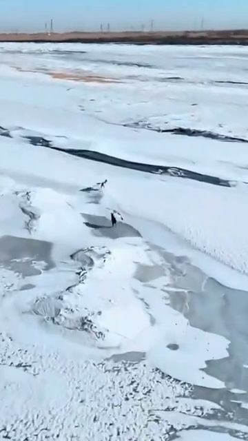 Погоня за зайцем зимой: два охотничьих пса в объективе квадрокоптера. Настоящий экшен!