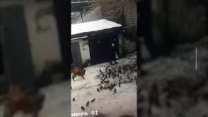 ПСАРНЯ ВО ДВОРЕ